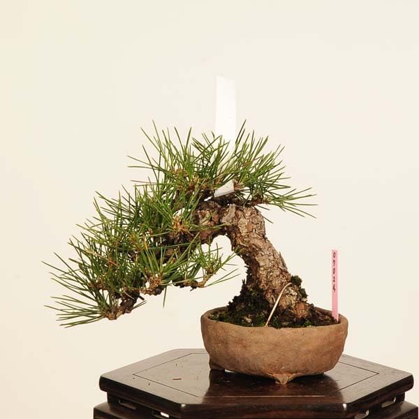 耐寒性ユッカ エラータ大株◇ドライガーデン多肉サボテン島アガベ ヤシ